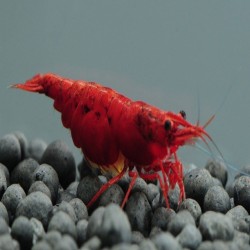 NEOCARIDINA PAINTED RED FIRE